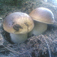 Схема вышивки «грибы»