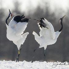 Схема вышивки «Журавли»
