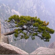 Горное дерево