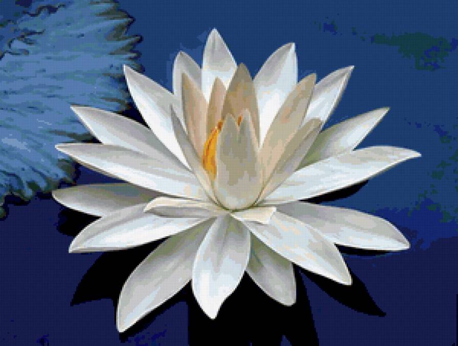 Цветок - цветок, лилия - предпросмотр