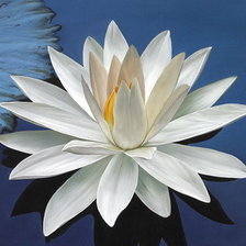 Схема вышивки «Цветок»