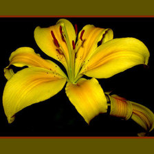 Схема вышивки «лилия»