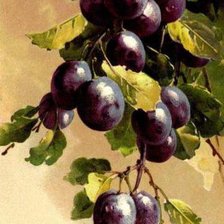 Схема вышивки «сливы»