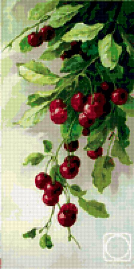 вишня 1 - предпросмотр