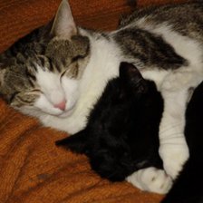 Схема вышивки «moje kotki»