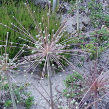 Схема вышивки «kosmiczne kwiatky»