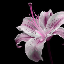 Схема вышивки «лилия»