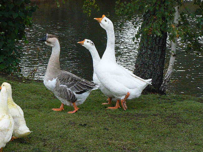 гуси - оригинал