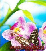 Схема вышивки «Бабочка на цветке»