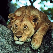 дикие животные