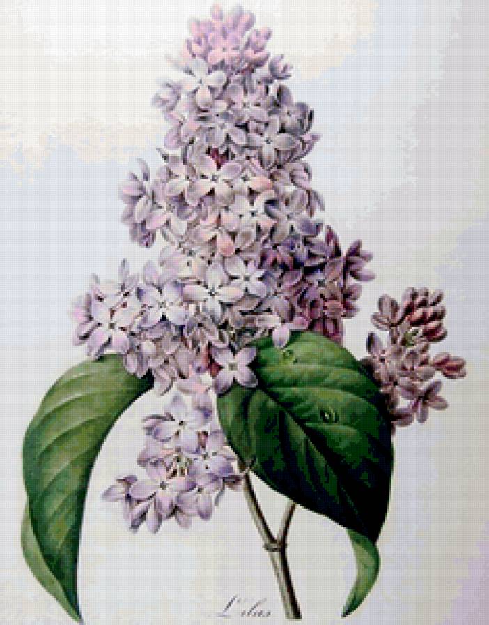 ветка сирени - предпросмотр