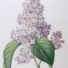 Схема вышивки «ветка сирени»