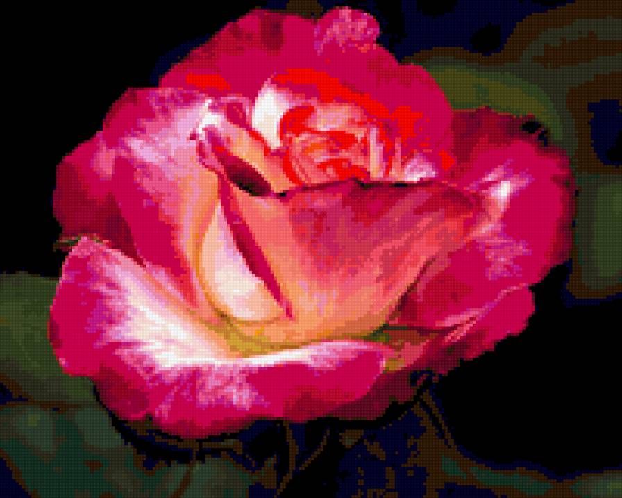 роза - розы, цветы, цветок, роза - предпросмотр