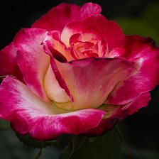 Схема вышивки «роза»