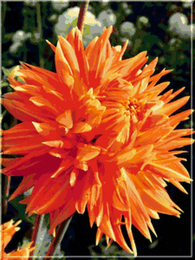 георгин - подушка, георгины, цветы - предпросмотр