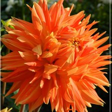 Схема вышивки «георгин»