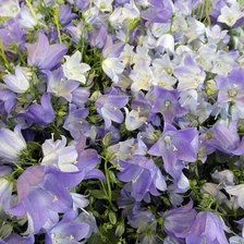 Схема вышивки «колокольчики»