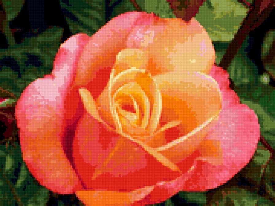 роза - цветок, розы, роза, цветы - предпросмотр