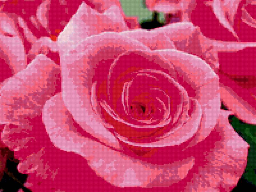 розы - цветок, цветы, розы, роза - предпросмотр