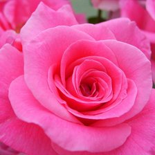 Схема вышивки «розы»