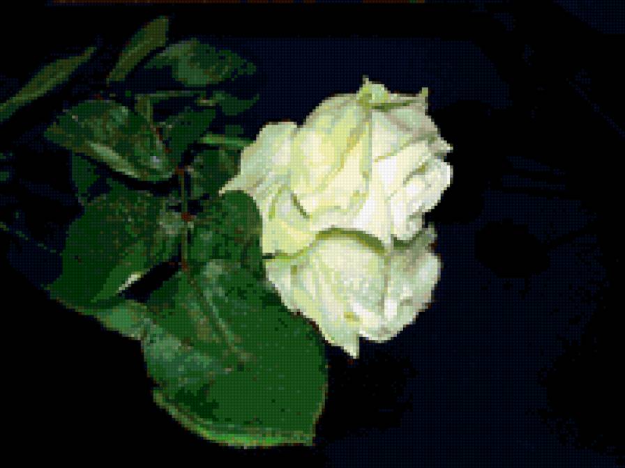 роза - розы, отражение, цветок, цветы, на черном, роза - предпросмотр