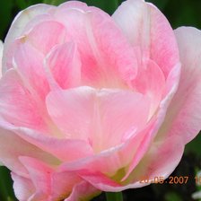 Схема вышивки «тюльпан»