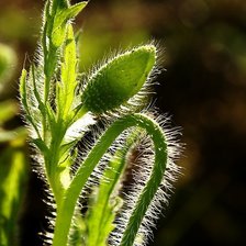 Схема вышивки «бутон»