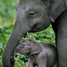 Схема вышивки «слониха со слонёнком»