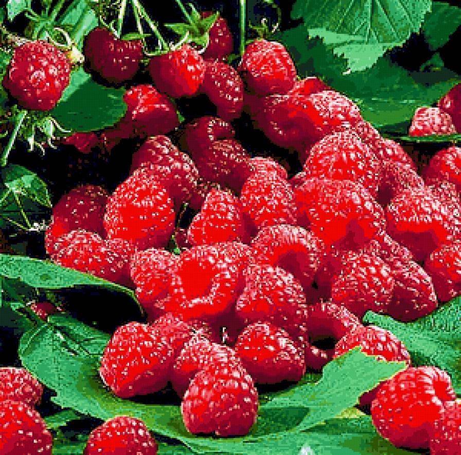 малинка - предпросмотр