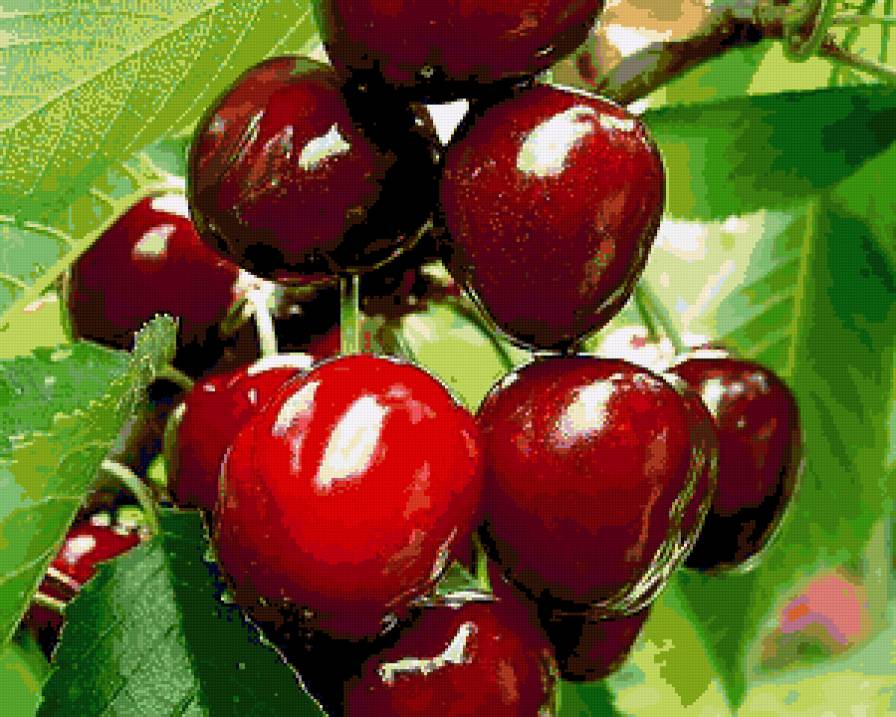 вишня - предпросмотр