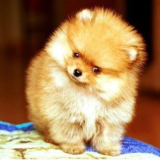 Схема вышивки «хочу шпица:)»