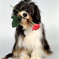 Схема вышивки «собака»