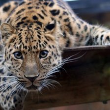 Схема вышивки «Леопард»