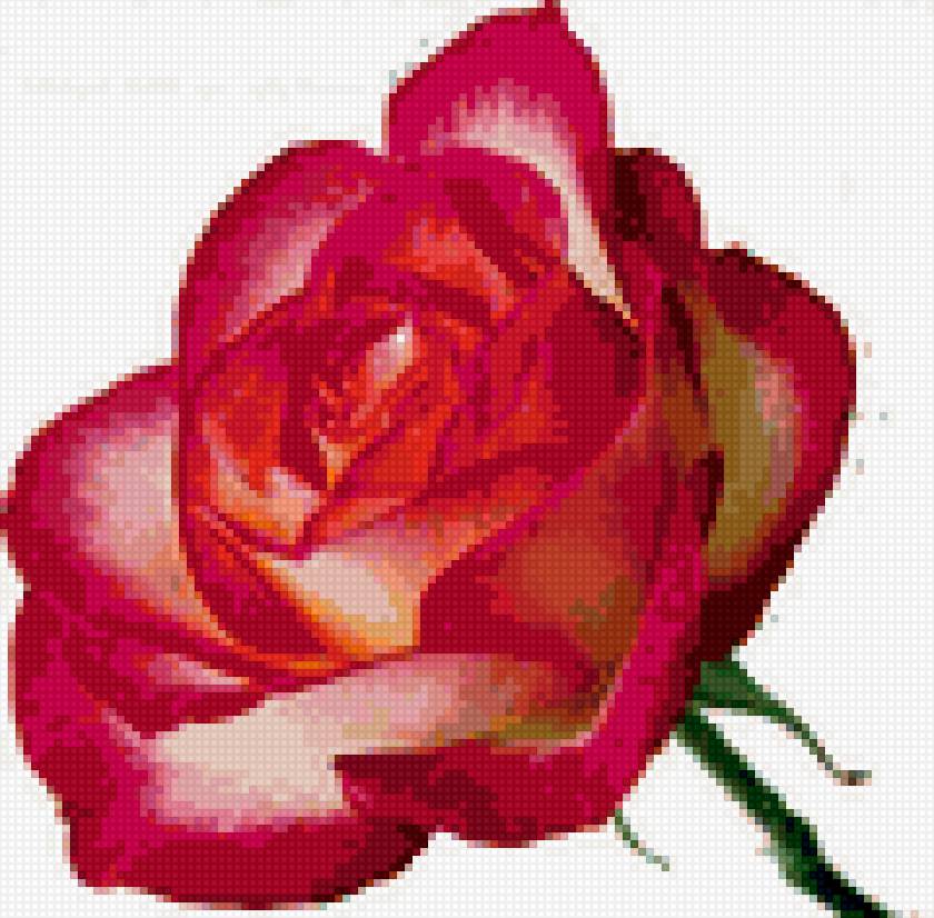 роза для мамы - предпросмотр