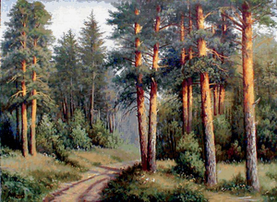 сосновый бор - лето, сосны, природа, лес - предпросмотр