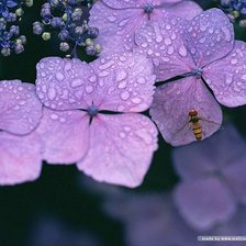 Схема вышивки «гортензия»