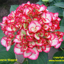 Схема вышивки «Красная гортензия»