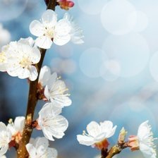 Схема вышивки «цветение»