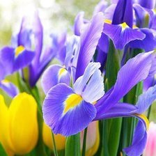 Схема вышивки «Ирисы»