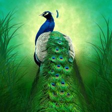 Схема вышивки «ПАВЛИН 2»