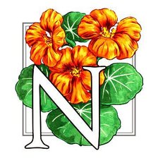 Схема вышивки «настурция»