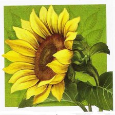 Схема вышивки «подсолнух»