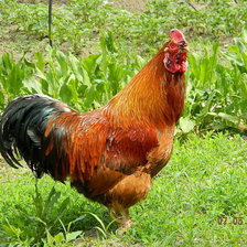 Схема вышивки «№365429»