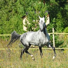 Схема вышивки «лошадь»