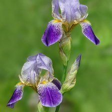 Схема вышивки «ирисы»