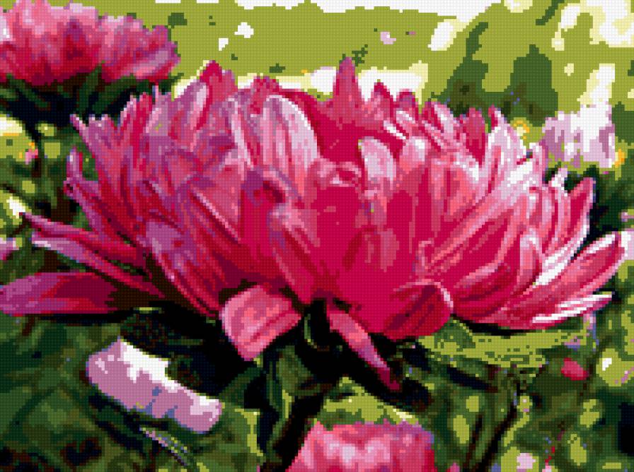 астры - цветы, астры - предпросмотр