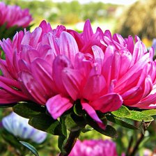 Схема вышивки «астры»