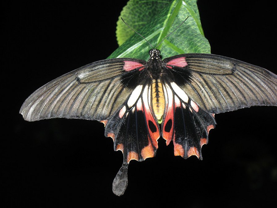 бабочка - бабочки, бабочка, насекомые - оригинал