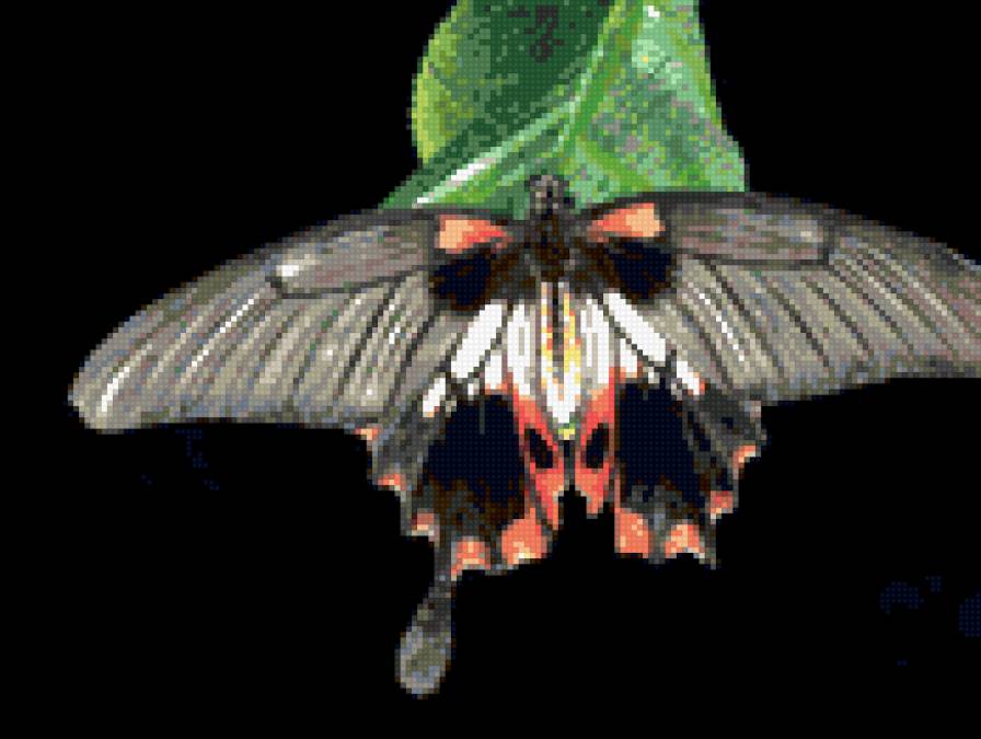 бабочка - бабочка, бабочки, насекомые - предпросмотр