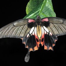 Схема вышивки «бабочка»